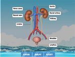 excretory-system