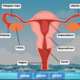 female-reproductive-system