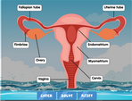 female-reproductive-system