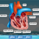 heart-diagram-labelled