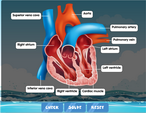 heart-diagram-labelled