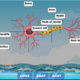 neuron-diagram