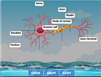 neuron-diagram