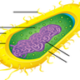 bacteria-diagram