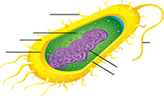 bacteria-diagram