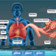 the-human-respiratory-system-diagram