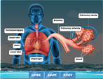 the-human-respiratory-system-diagram