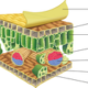 leaf-cross-section-diagram