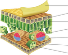 leaf-cross-section-diagram