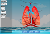 lung-diagram