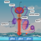 the-male-reproductive-system-diagram
