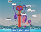 the-male-reproductive-system-diagram