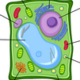 plant-cell-diagram