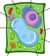 The parts of a plant cell diagram quiz