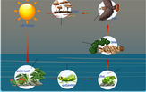 food-chain-diagram