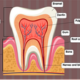 tooth-diagram