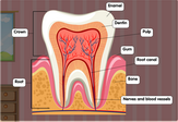 tooth-diagram